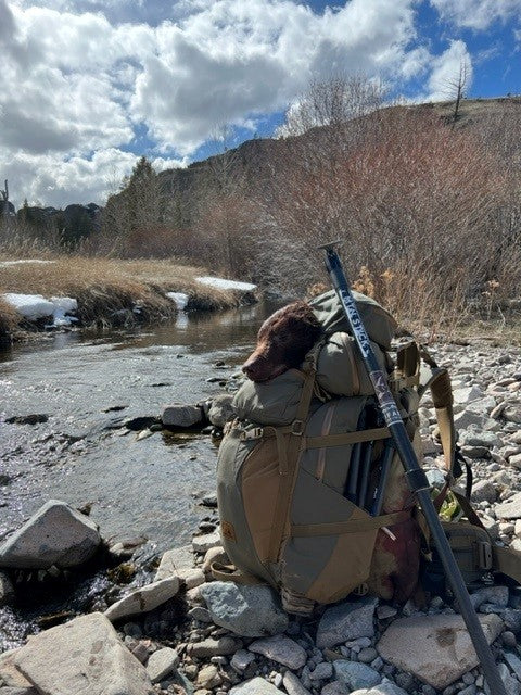 A backpack with a dog inside in a lake