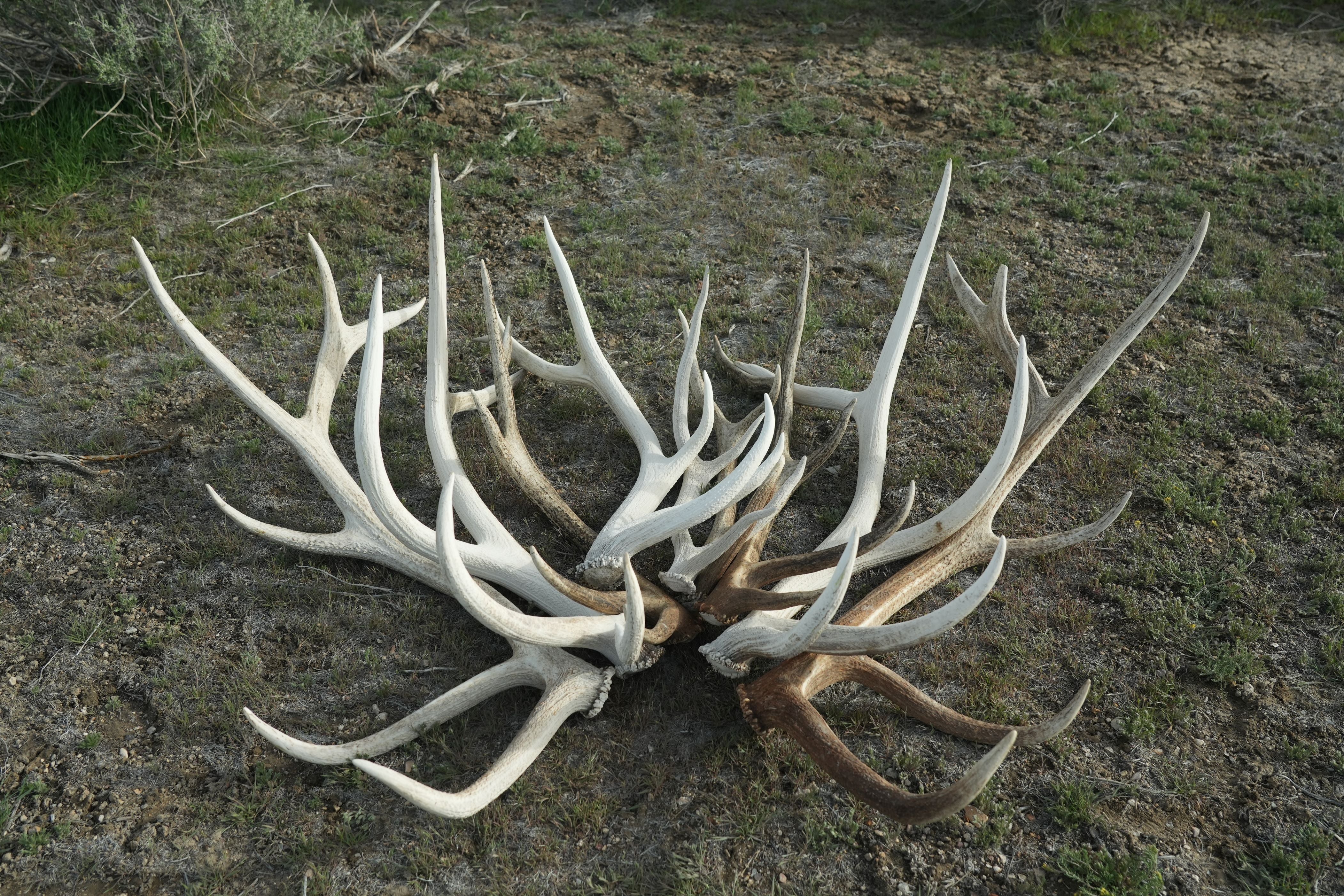 A photo of horns